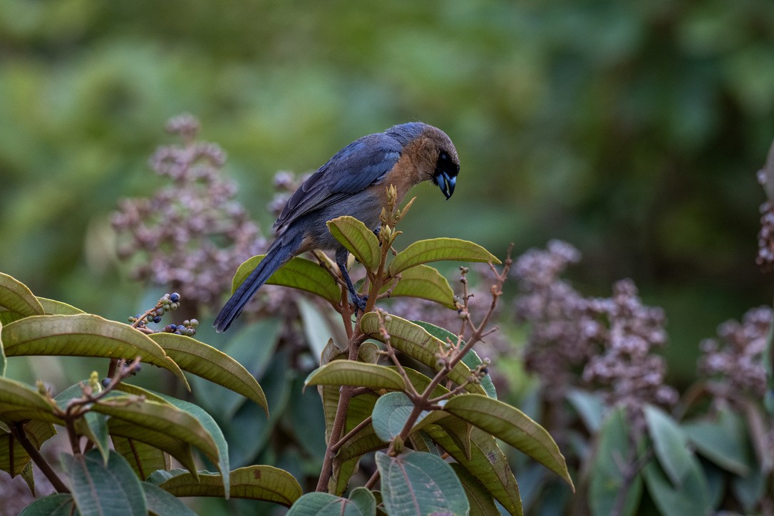 Cinnamon Tanager - ML646203780