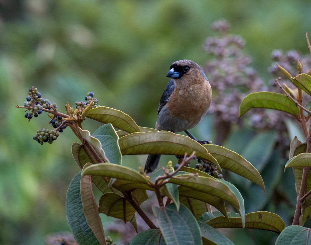 Cinnamon Tanager - ML646203781