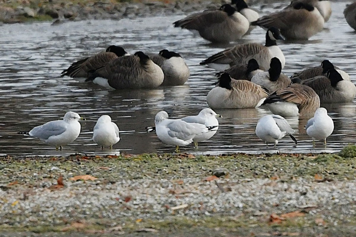 racek kroužkozobý - ML646203784