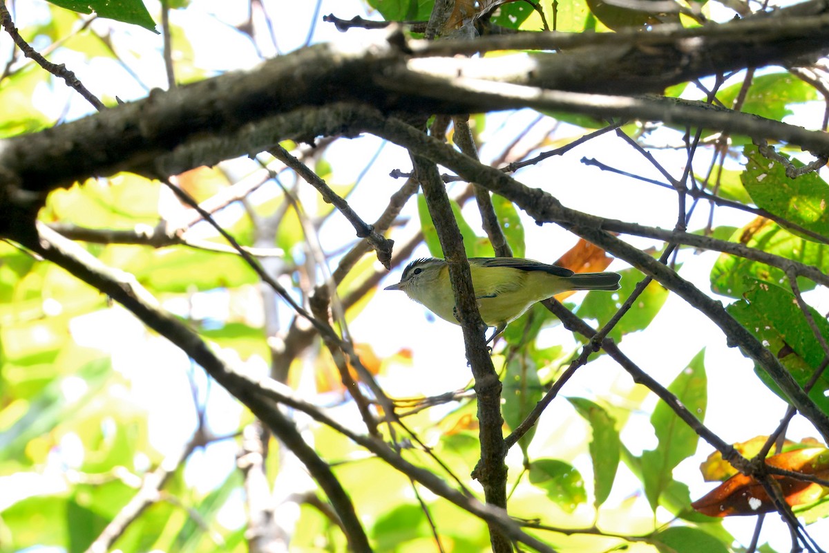 Brown-capped Vireo - ML646203787