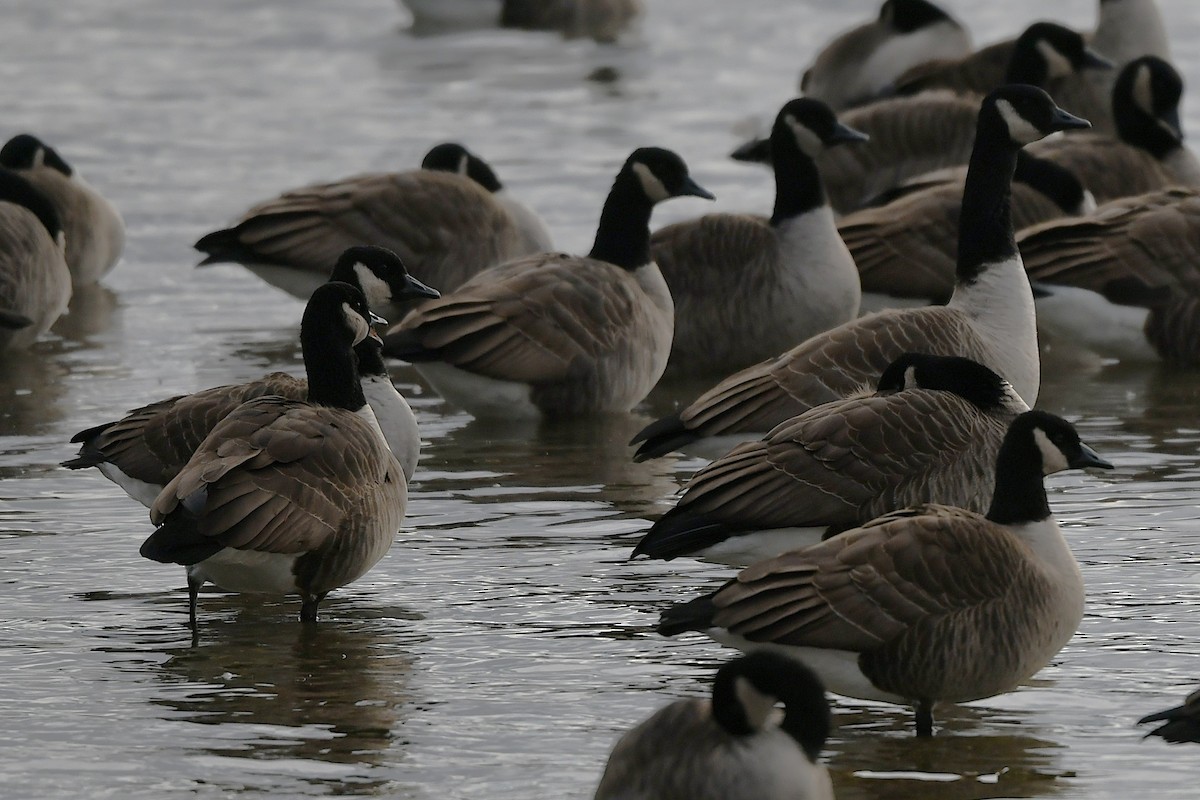 berneška velká - ML646203795