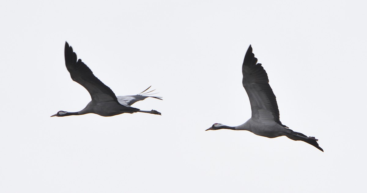 Common Crane - ML646203811