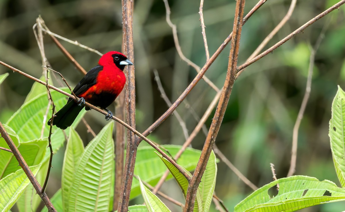 Masked Crimson Tanager - ML646203814