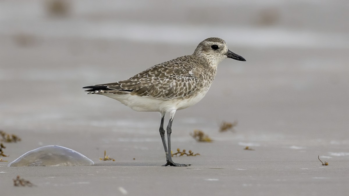 חופזי מנומר - ML646203815