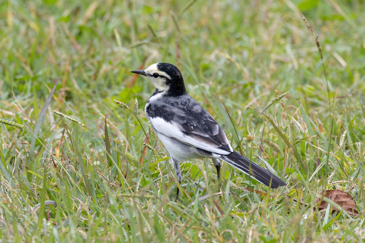White Wagtail - ML646203816