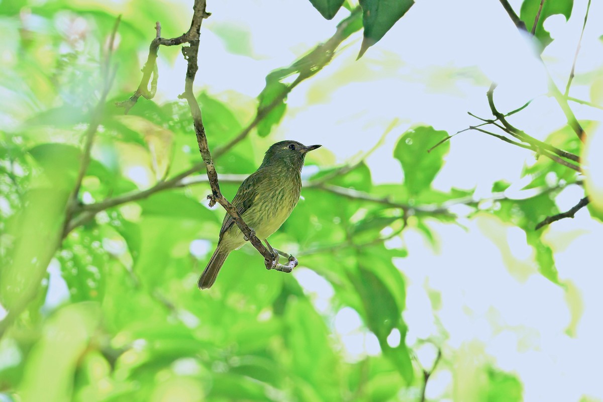Olive-streaked Flycatcher - ML646203817
