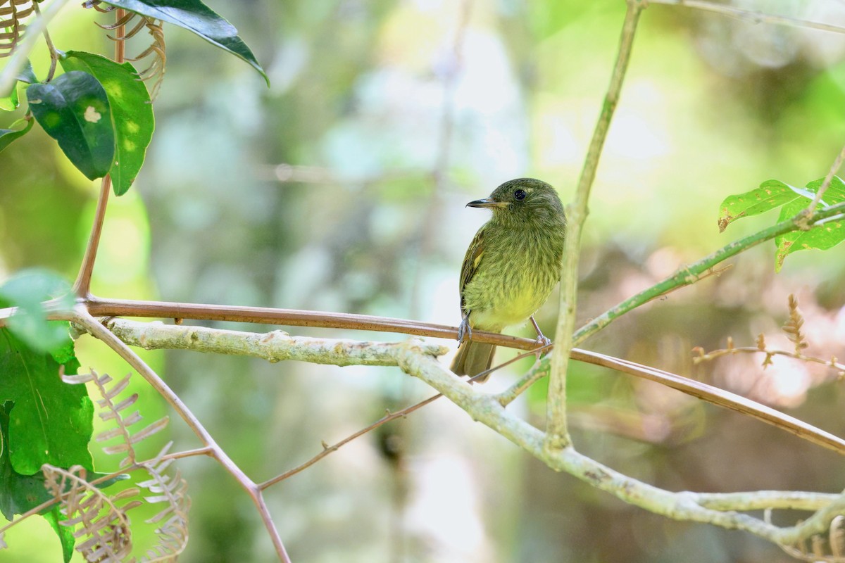 Olive-streaked Flycatcher - ML646203818