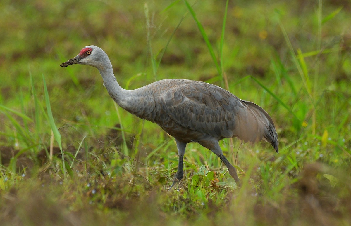 Sandhill Crane - ML646203828