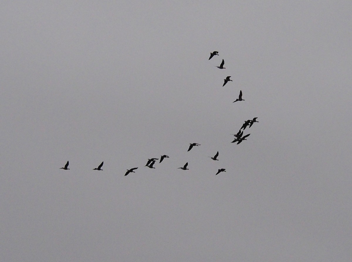 Greater White-fronted Goose - ML646203829