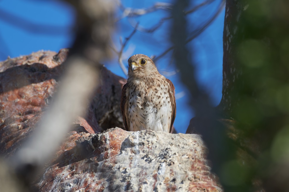 Malagasy Kestrel - ML646203830