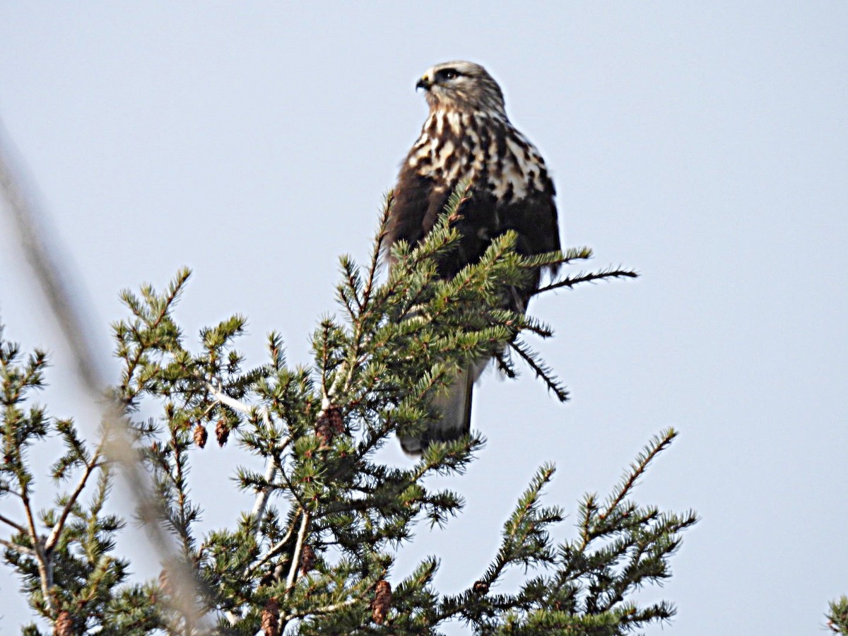 Rough-legged Hawk - ML646203831