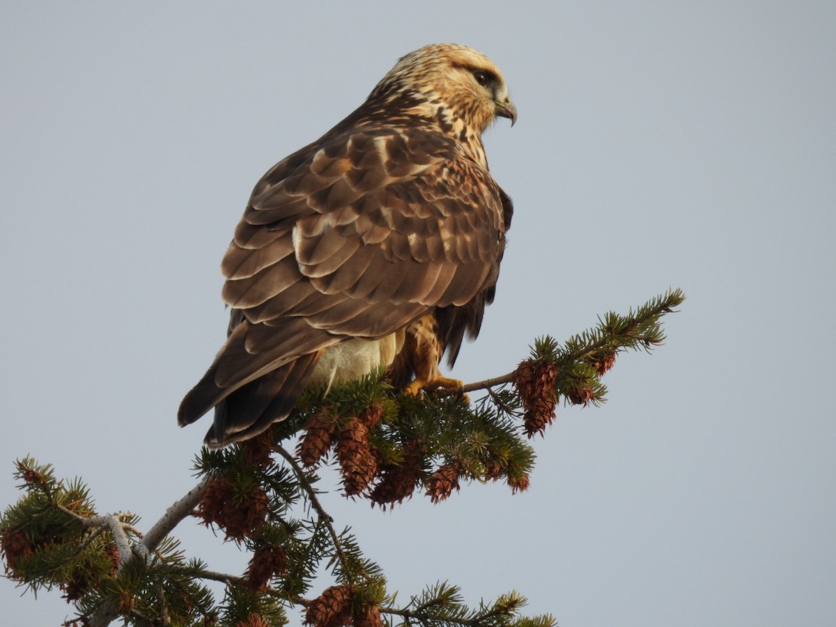 Rough-legged Hawk - ML646203832
