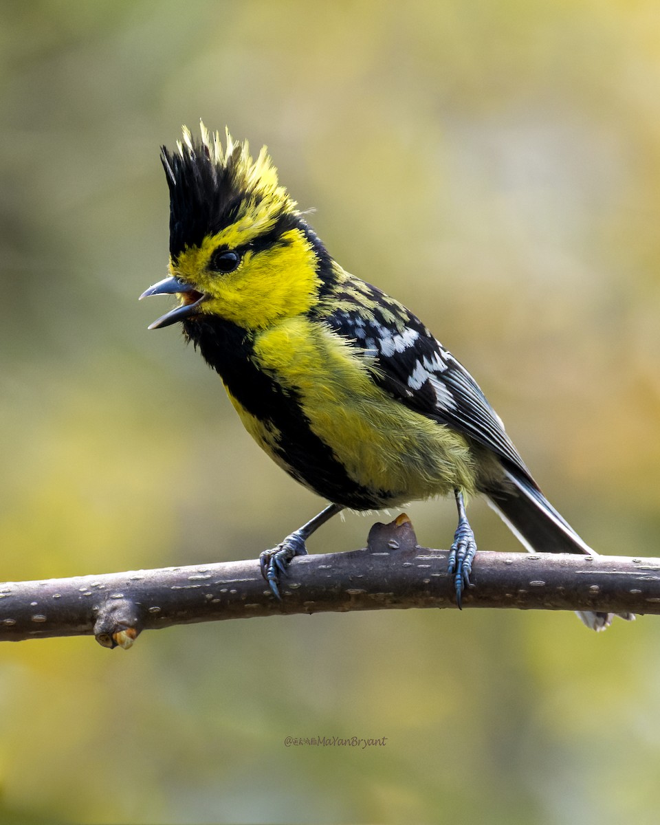 Yellow-cheeked Tit - ML646203834