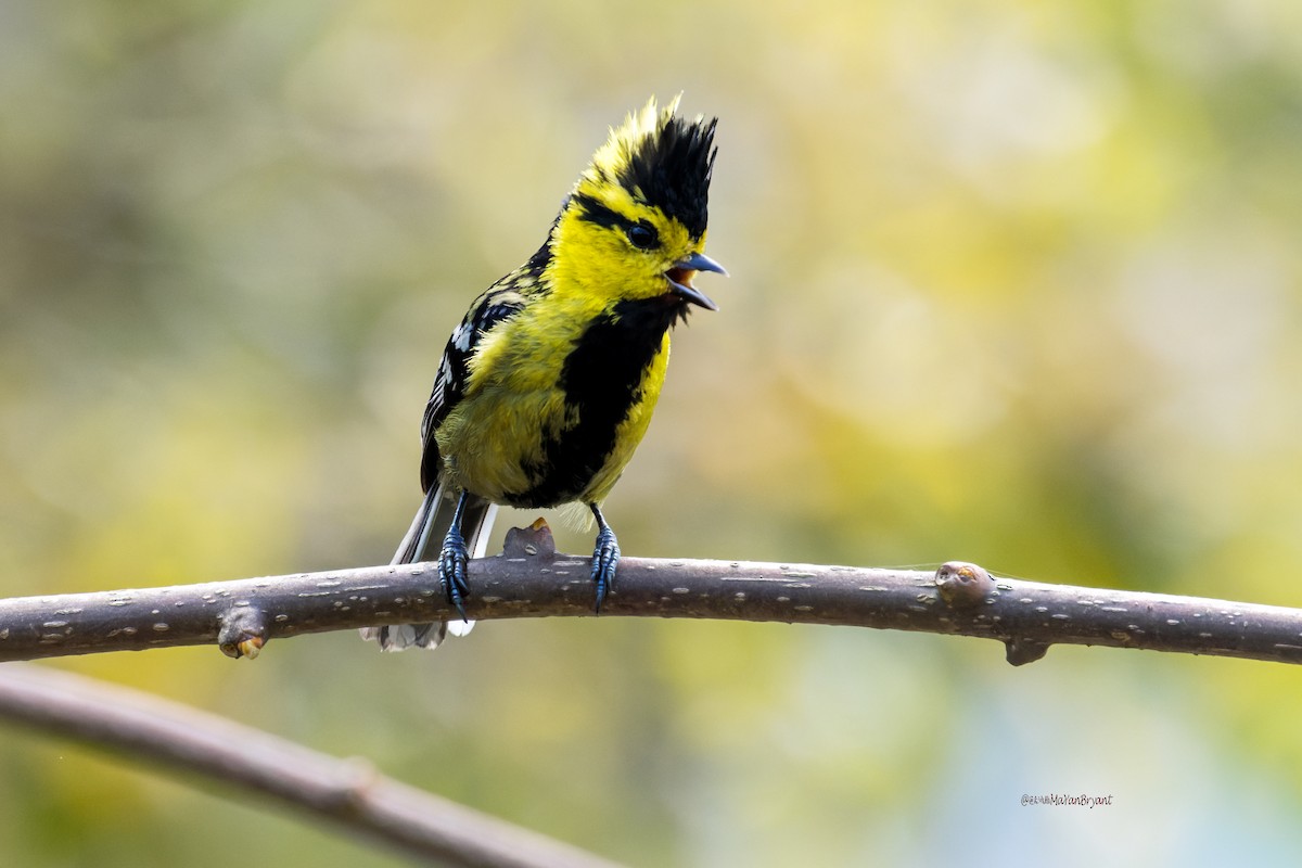 Yellow-cheeked Tit - ML646203835