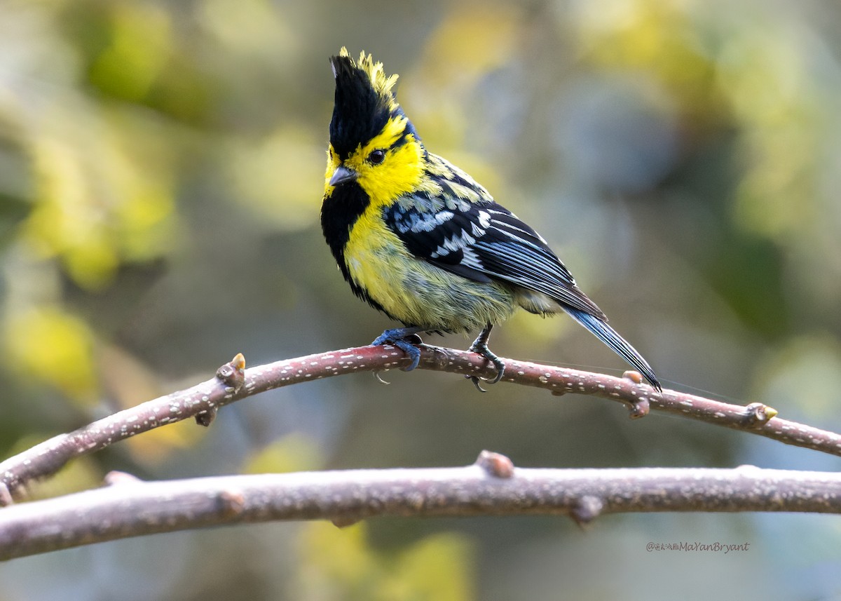 Yellow-cheeked Tit - ML646203836