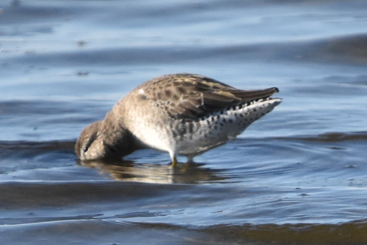 Long-billed Dowitcher - ML646203838