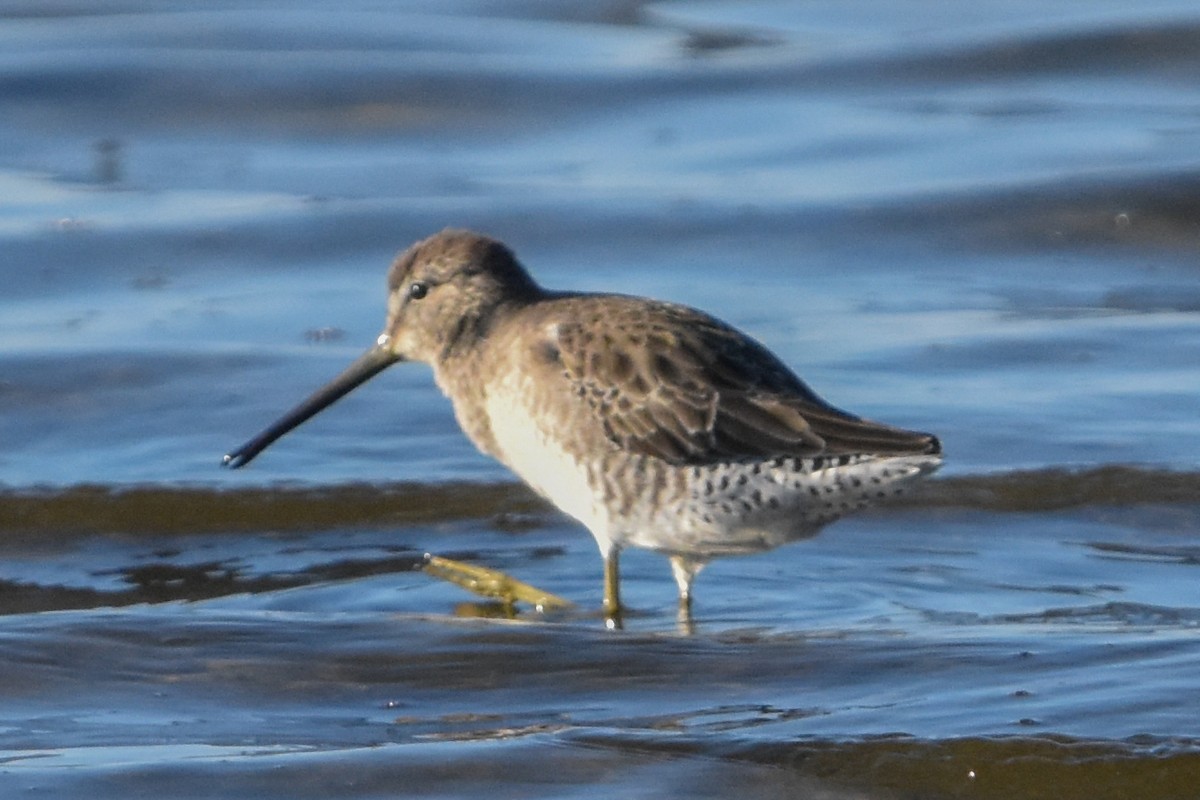 Long-billed Dowitcher - ML646203839