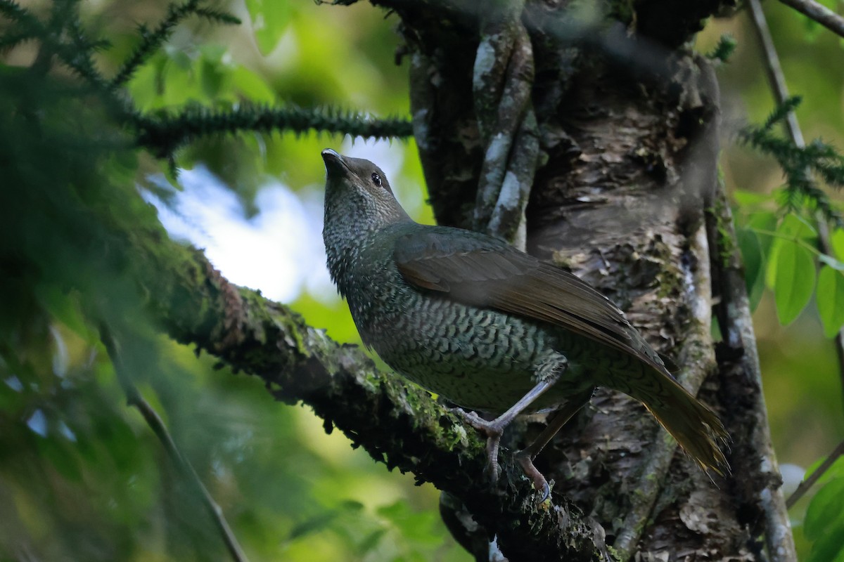Satin Bowerbird - ML646203840