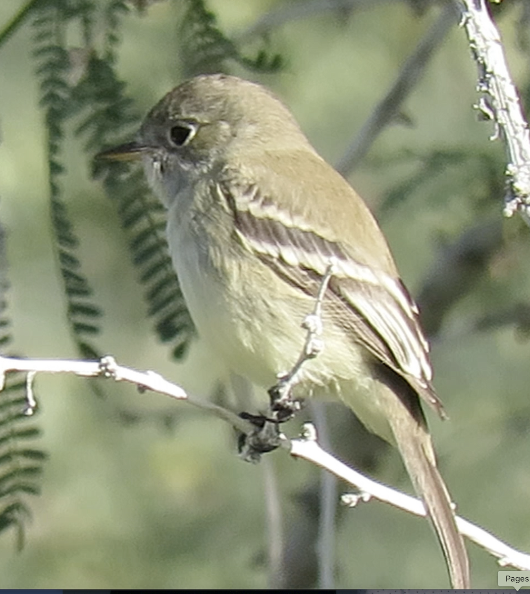 Gray Flycatcher - ML646203841