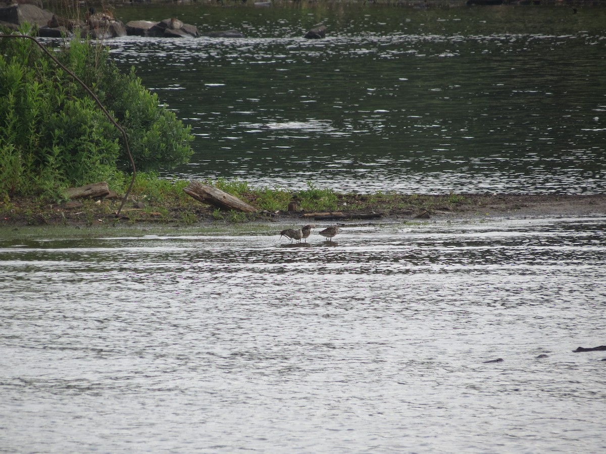 Stilt Sandpiper - ML646203842