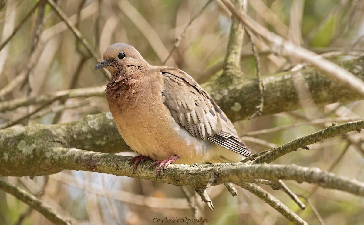 Eared Dove - ML646203843