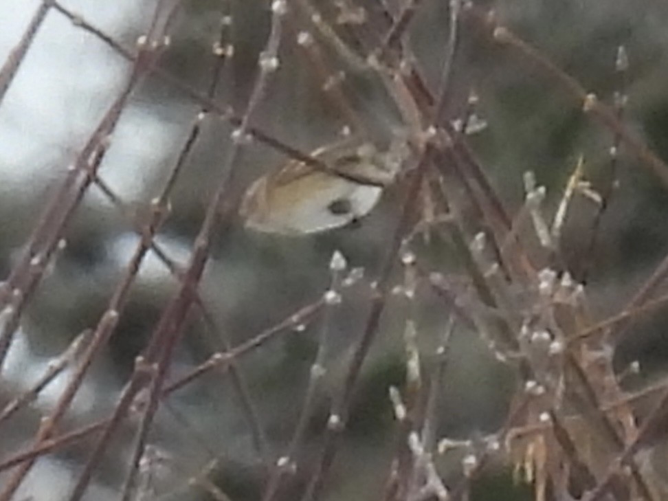 American Tree Sparrow - ML646203844