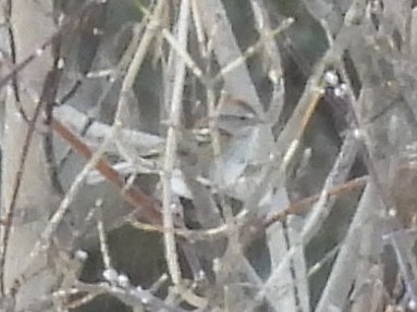 American Tree Sparrow - ML646203845
