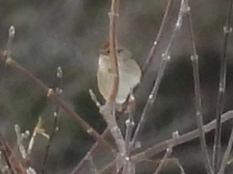 American Tree Sparrow - ML646203846