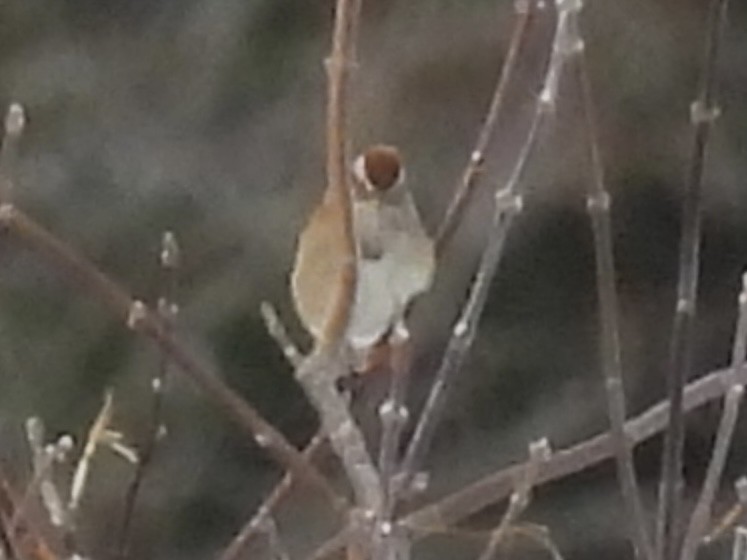 American Tree Sparrow - ML646203847