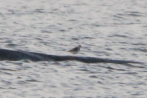 Spotted Sandpiper - ML646203852