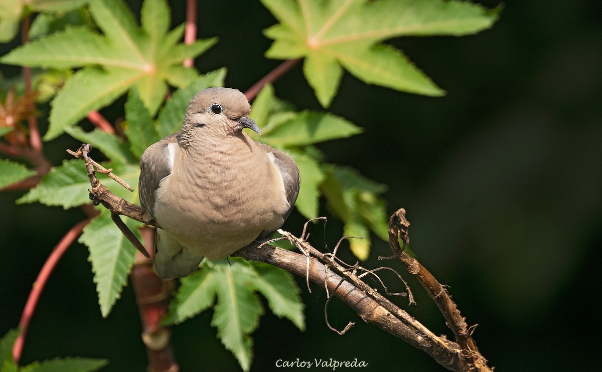 Eared Dove - ML646203853