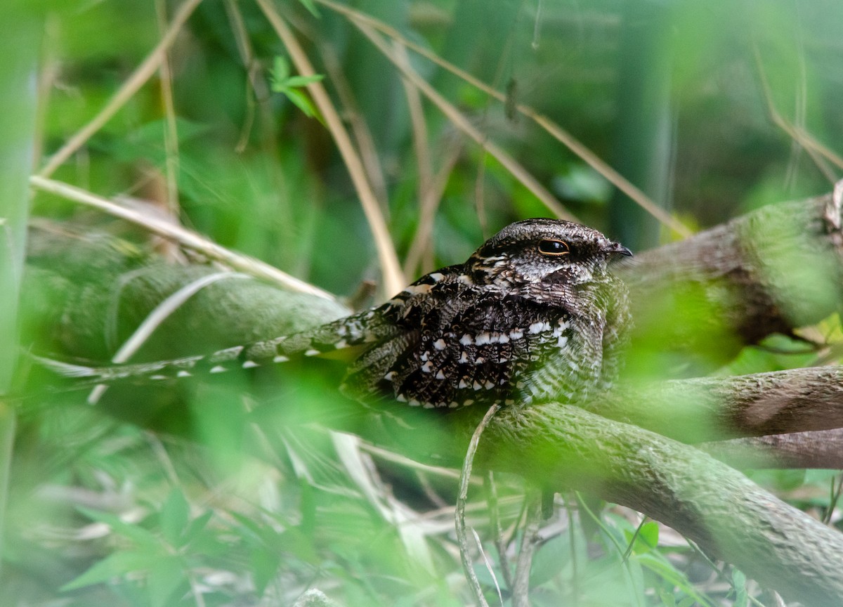 Scissor-tailed Nightjar - ML646203858