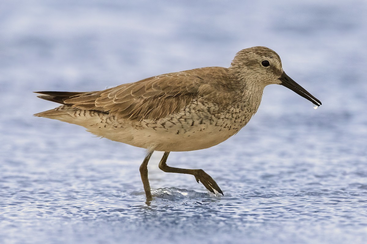 Red Knot - ML646203859