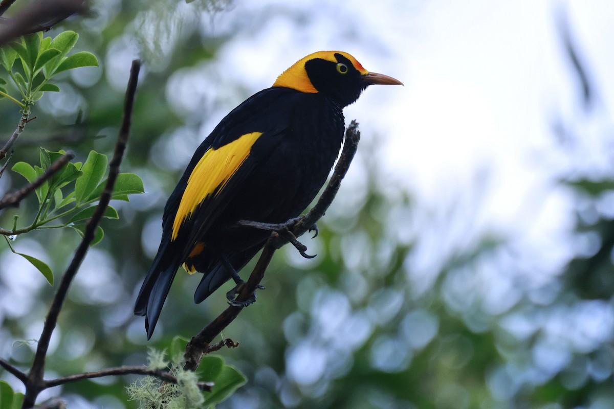 Regent Bowerbird - ML646203860