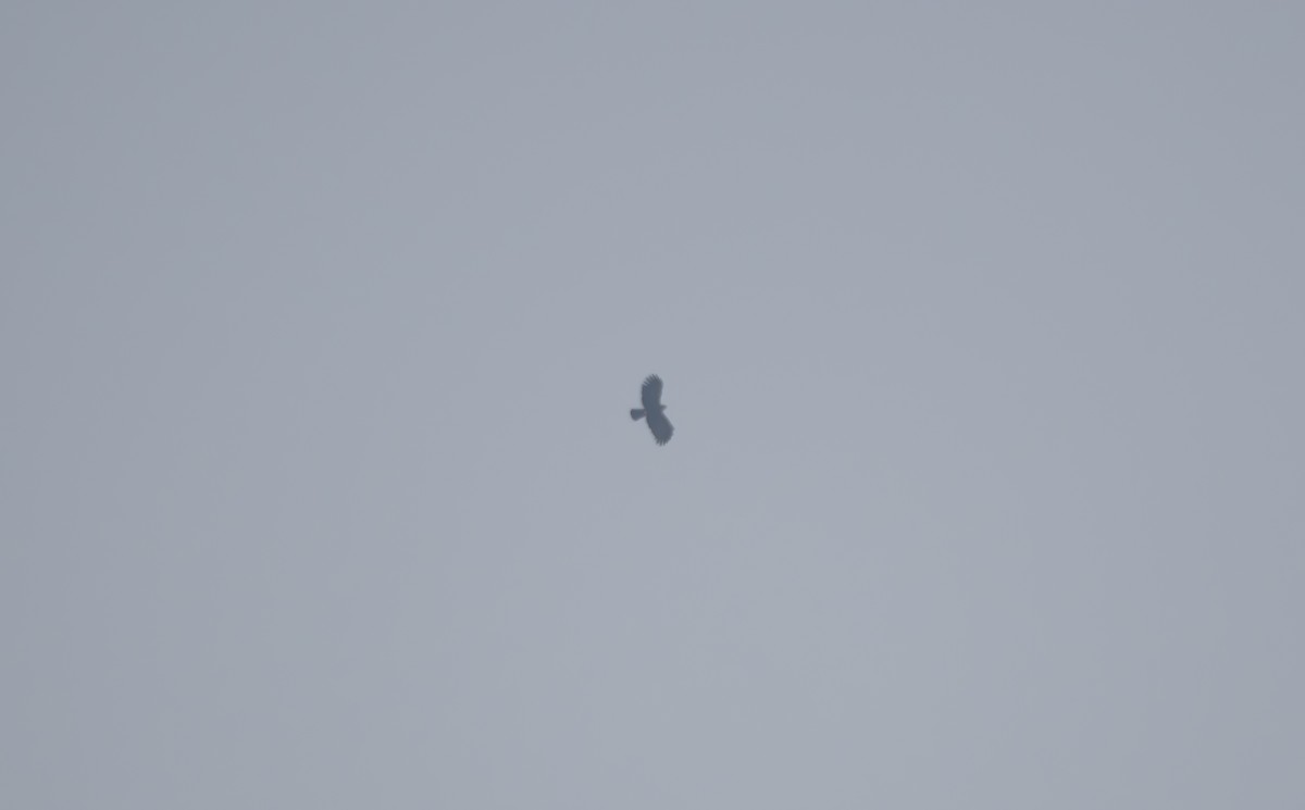 Black Eagle - ML646203861