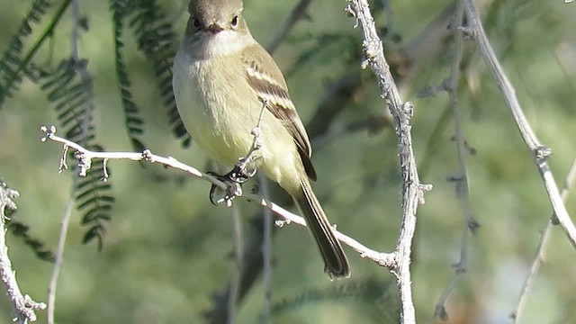 Gray Flycatcher - ML646203862