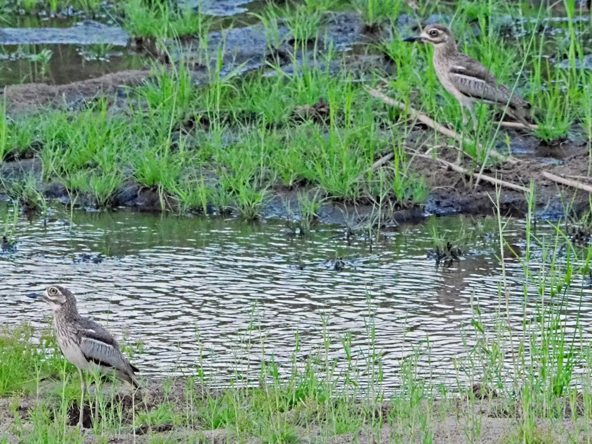 Water Thick-knee - ML646203863