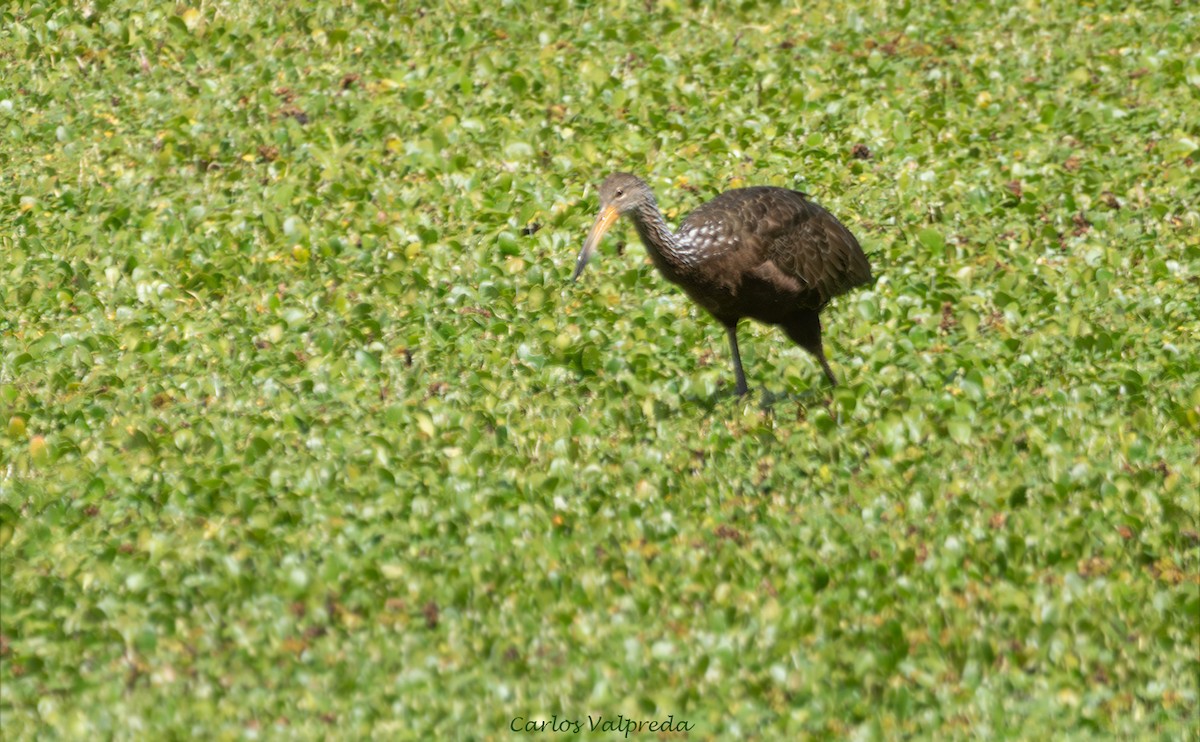 Limpkin - ML646203864