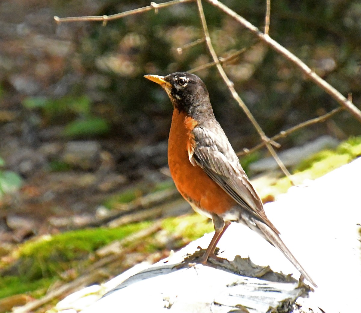 American Robin - ML646203865