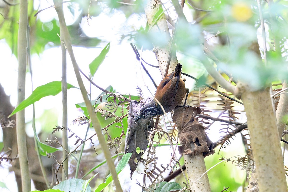 Gray-breasted Wood-Wren - ML646203867