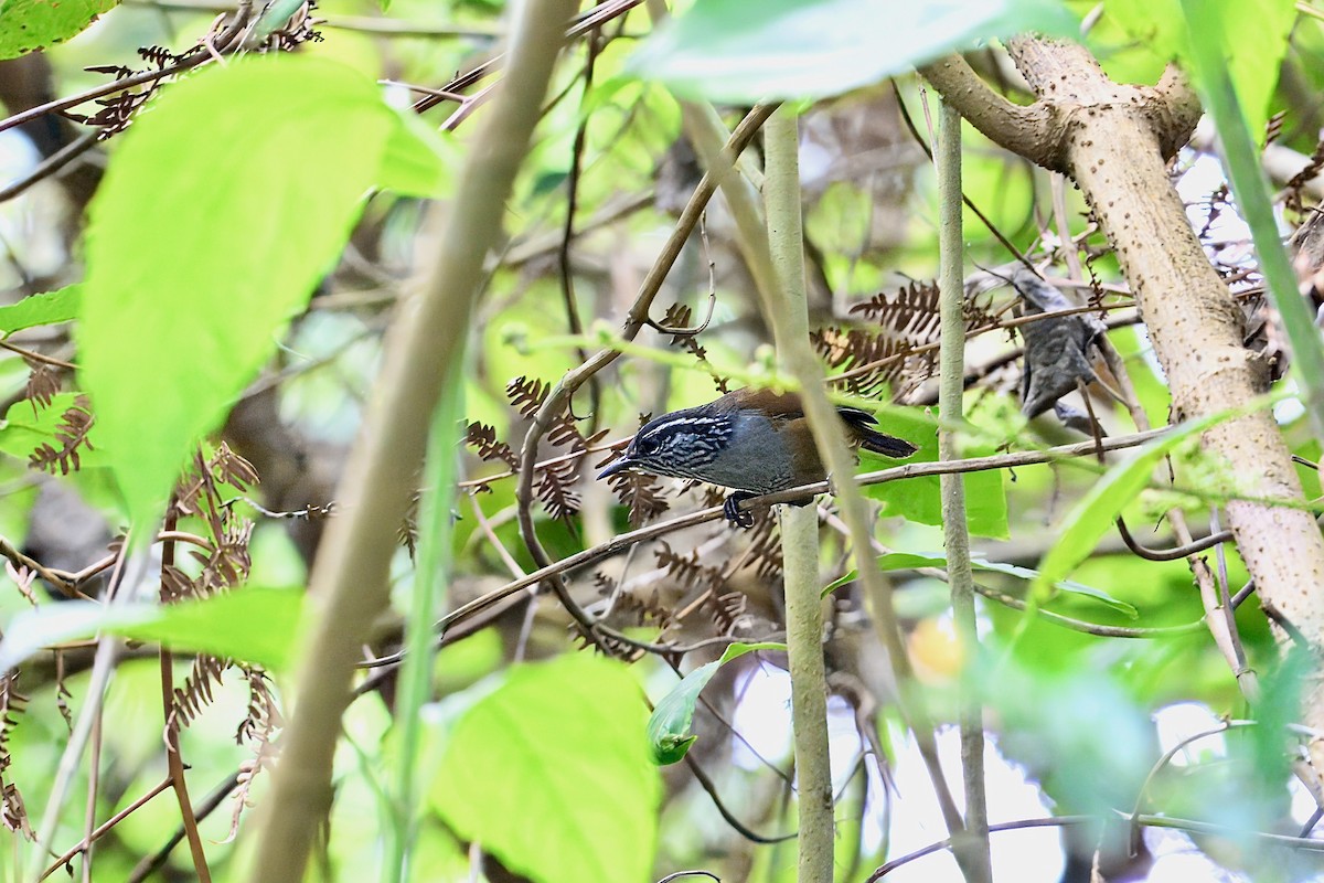 Gray-breasted Wood-Wren - ML646203868