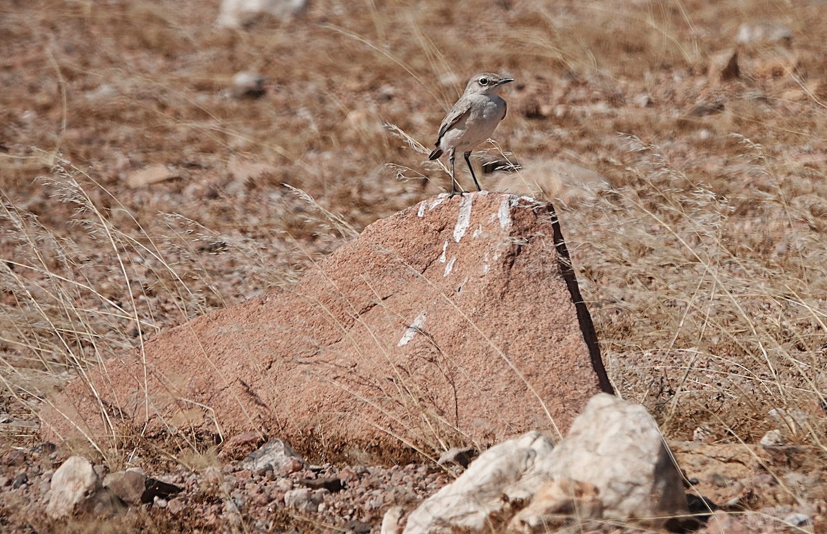 Tractrac Chat - ML646203869