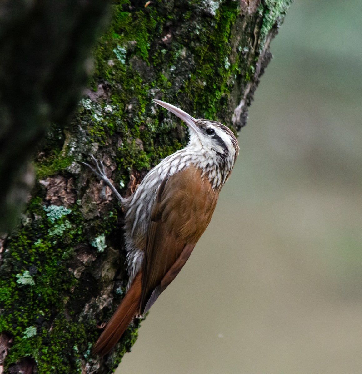 Narrow-billed Woodcreeper - ML646203870