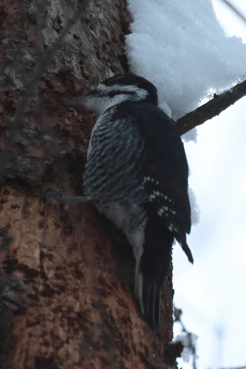 Black-backed Woodpecker - ML646203873