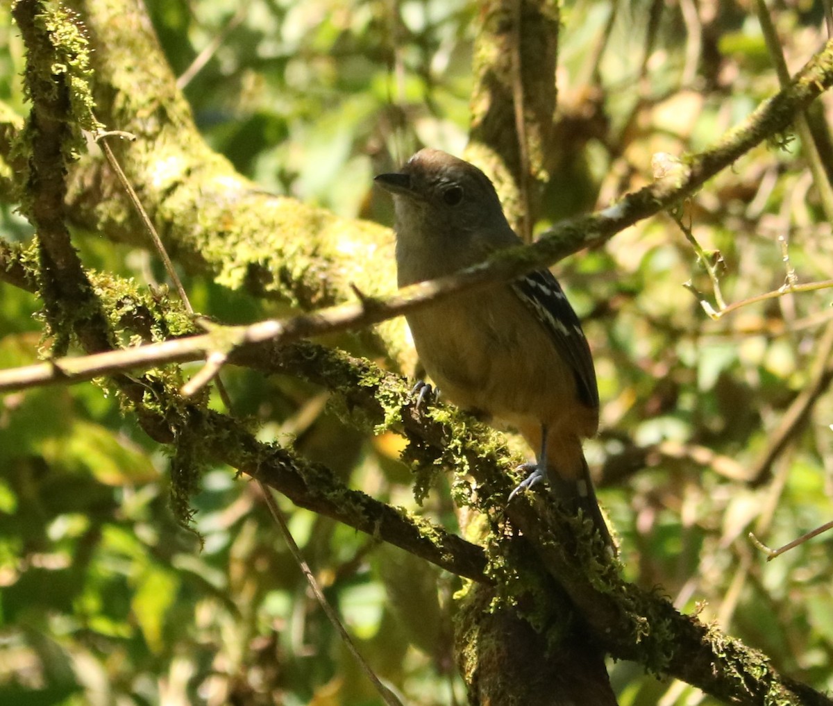 Variable Antshrike - ML646203874