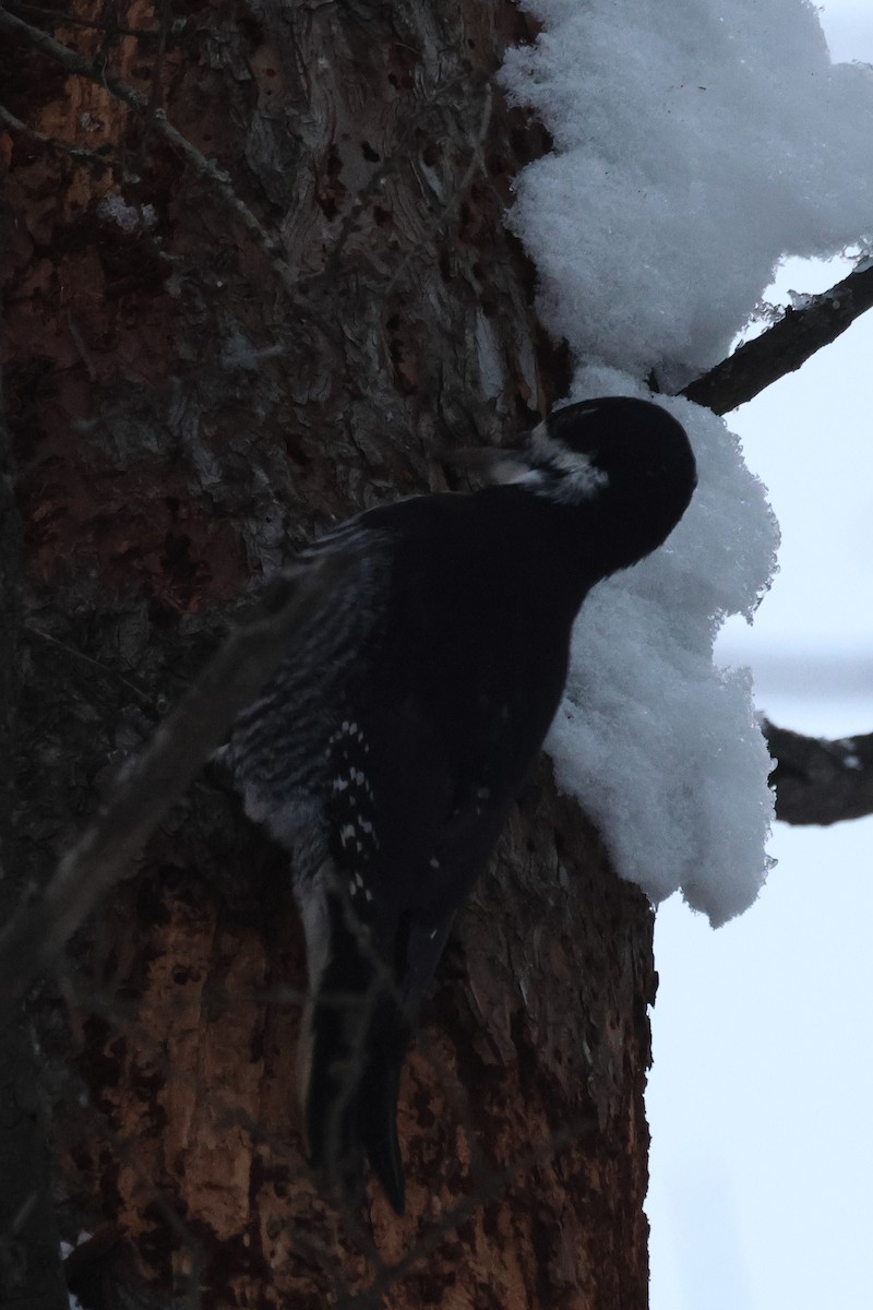 Black-backed Woodpecker - ML646203877
