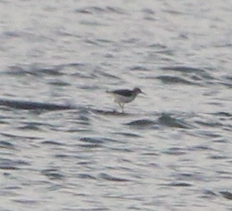 Spotted Sandpiper - ML646203878