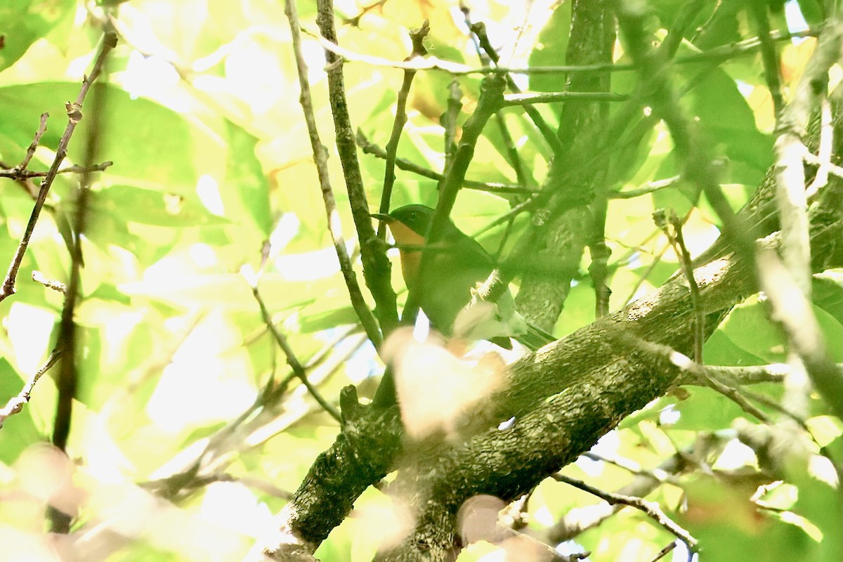 Flame-throated Warbler - ML646203882