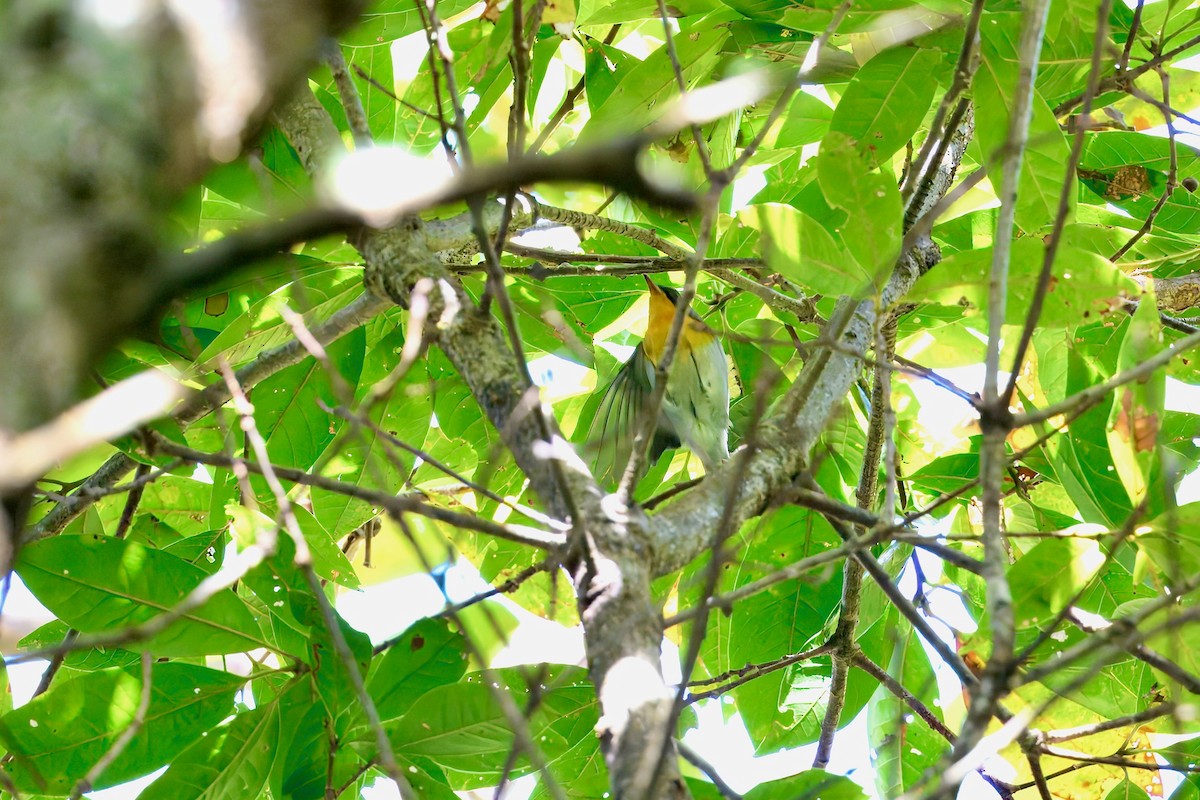 Flame-throated Warbler - ML646203883