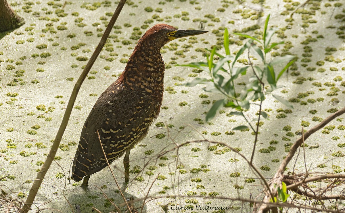 Rufescent Tiger-Heron - ML646203886